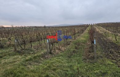 Veľmi dobre obrábaný vinohrad Pezinok, Fajgalská cesta 40 árov