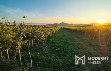 Na predaj jedinečné Tokajské vinice v najvýznamnejšej vinohradníckej oblasti